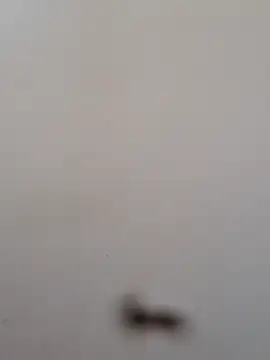 BriannaVincent live sex cam