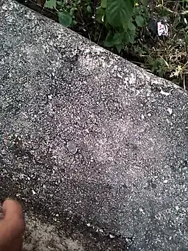 royalrohan3245 live sex cam