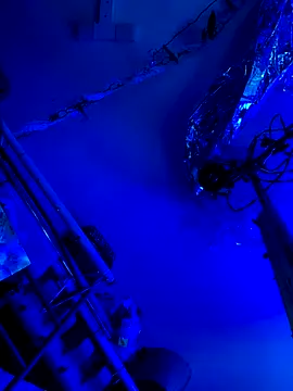 gurlnips live sex cam