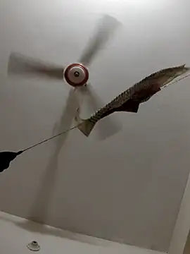 Sorkarmankhin live sex cam