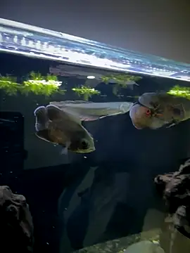 JoselinFlower_ live sex cam