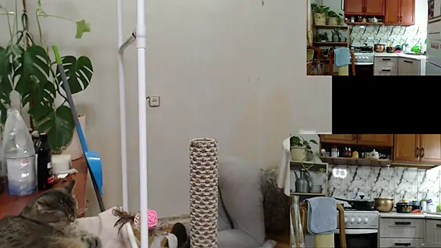 Sakura_Green live sex cam