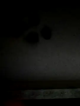 Leocesar37 live sex cam