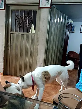 PaulinaLondra2 live sex cam