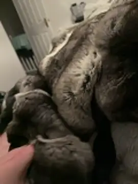 Furdale live sex cam