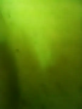 alicnonave live sex cam