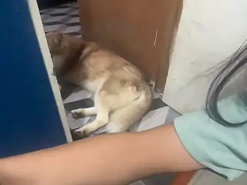 asian-doll live sex cam