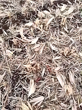 murokkk31 live sex cam