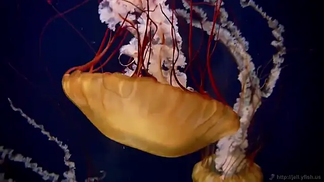 streamy_test12 live sex cam