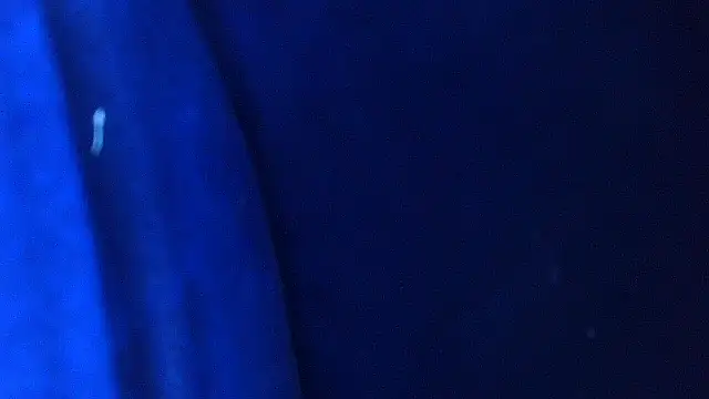 01applebottom live sex cam