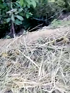 beba1100 live sex cam