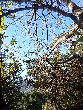 siusiu-00 live sex cam