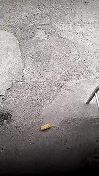 mendelicius live sex cam