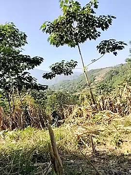 Tin_tanny live sex cam