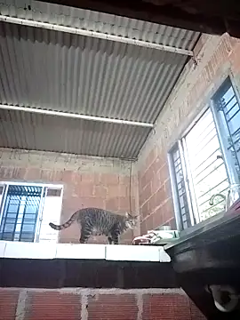 ariana_d20 live sex cam