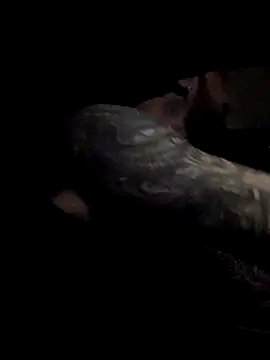 Beardedtattood live sex cam