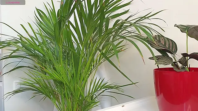 Tommyfoxboy live sex cam