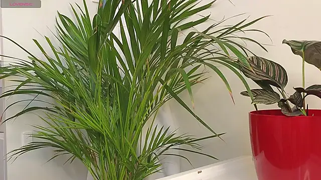 Tommyfoxboy live sex cam