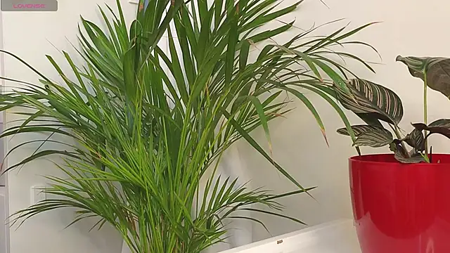 Tommyfoxboy live sex cam