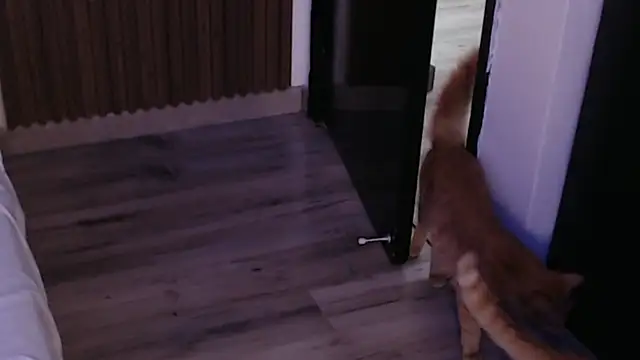 Sam_mansson66 live sex cam