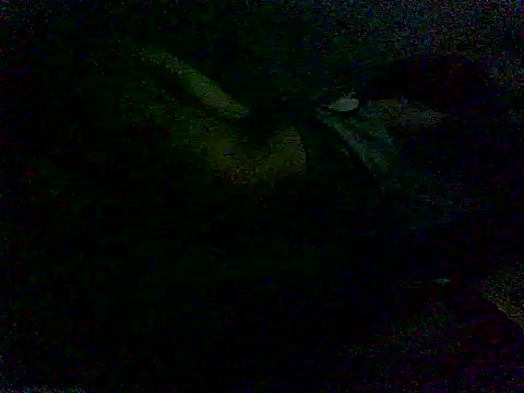 VERTSS2 live sex cam