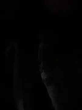 DaylaOficial live sex cam