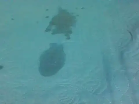 7_INCH_MONSTER live sex cam