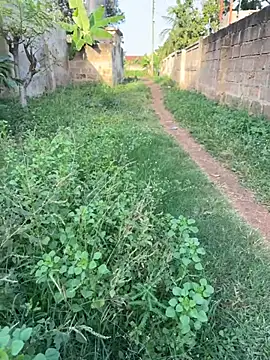 Black-mamba-madingo live sex cam