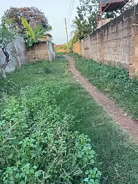 Black-mamba-madingo live sex cam