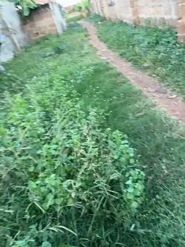 Black-mamba-madingo live sex cam