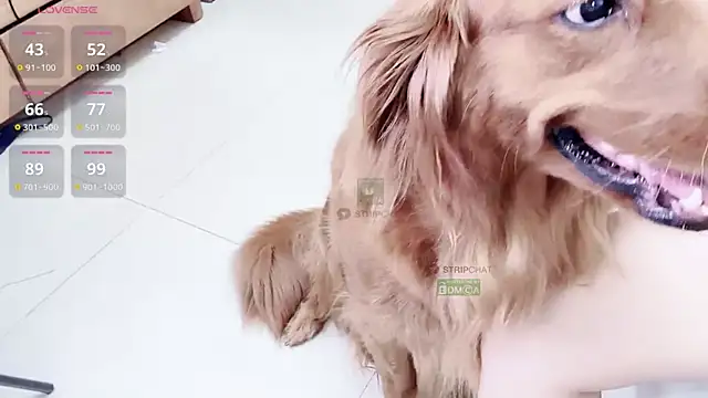 808dass live sex cam