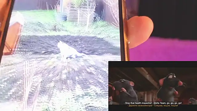 Kisi_misi's cam snapshot