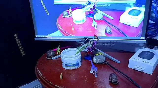 big_sensation_21s live sex cam