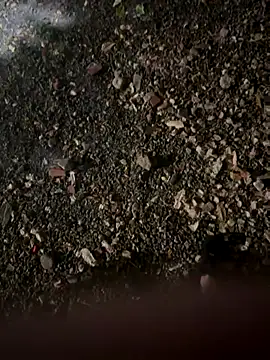 outdoors11 live sex cam