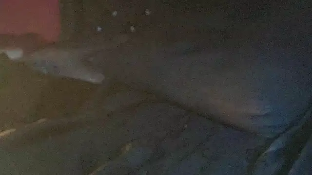 Baby_luxury live sex cam