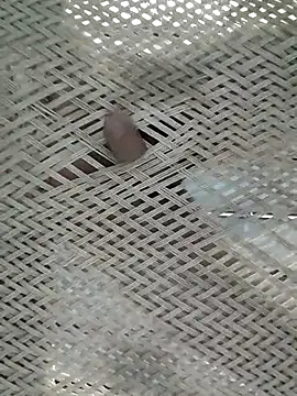 Lovingsol live sex cam