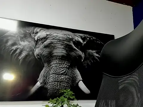 king_falconer's cam snapshot