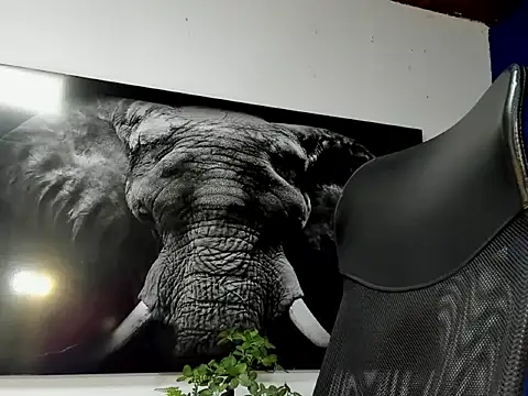 king_falconer's cam snapshot