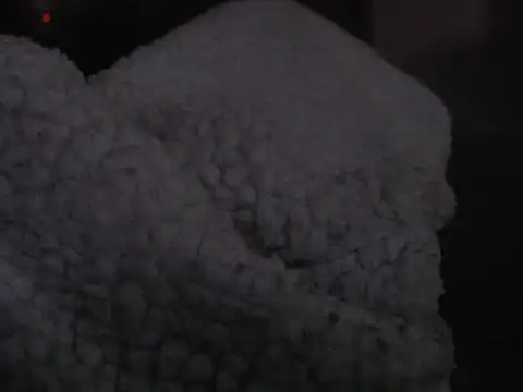 Albanian_Goat_WhiteHammer's cam snapshot