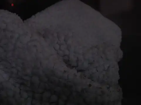 Albanian_Goat_WhiteHammer's cam snapshot