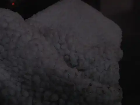 Albanian_Goat_WhiteHammer's cam snapshot