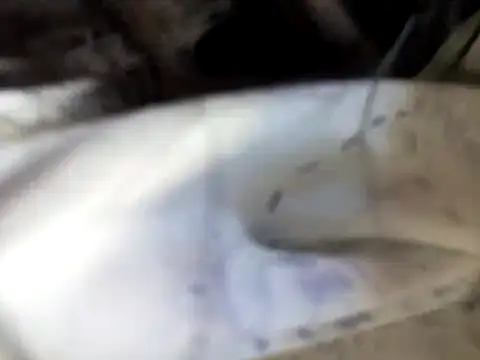 Giselle_Max live sex cam