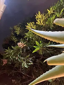 aurora_coldd live sex cam