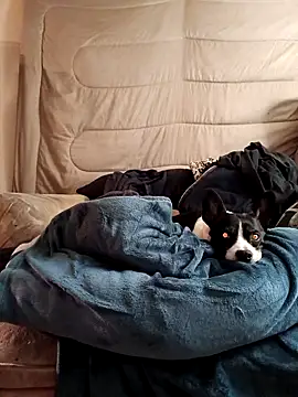 jimbosex6969's cam snapshot