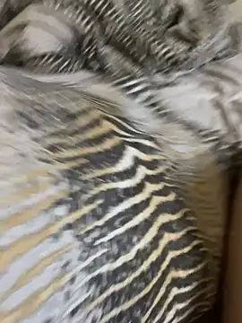 Vanzetti69 live sex cam