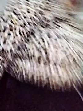 nayakaA7 live sex cam