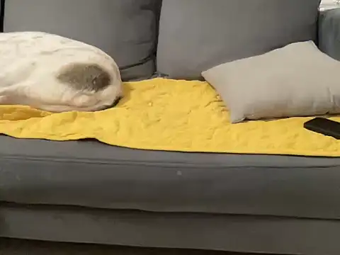 4small4inchlol live sex cam