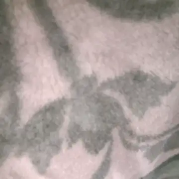 Anchal-8798's cam snapshot