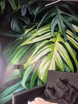 IAN_KNOX live sex cam