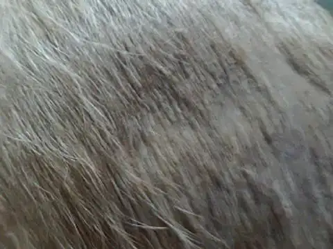 Cheliafun's cam snapshot